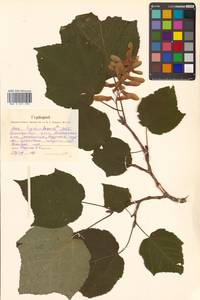 Acer tegmentosum Maxim., Siberia, Russian Far East (S6) (Russia)
