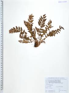 Woodsia ilvensis (L.) R.Br., Siberia, Russian Far East (S6) (Russia)