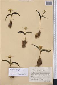 Tulipa dasystemon (Regel) Regel, Middle Asia, Western Tian Shan & Karatau (M3) (Uzbekistan)