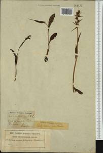 Dactylorhiza viridis (L.) R.M.Bateman, Pridgeon & M.W.Chase, Western Europe (EUR) (Sweden)