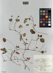 KUZ 000 744, Trifolium repens L., Siberia, Altai & Sayany Mountains (S2) (Russia)