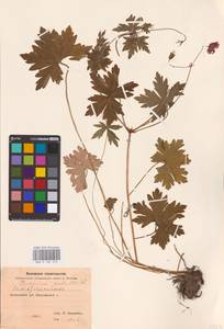 Geranium palustre L., Eastern Europe, North-Western region (E2) (Russia)