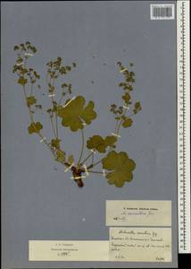 Alchemilla sarmatica Juz., Eastern Europe, Moscow region (E4a) (Russia)