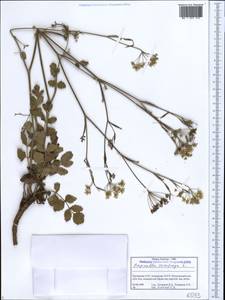 Pimpinella saxifraga L., Caucasus, Georgia (K4) (Georgia)