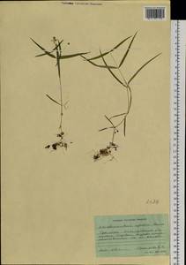 Pseudostellaria sylvatica (Maxim.) Pax, Siberia, Russian Far East (S6) (Russia)