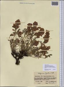 Hedysarum schellianum Knjaz., Middle Asia, Northern & Central Kazakhstan (M10) (Kazakhstan)