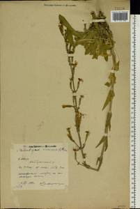 Silene viscosa (L.) Pers., Eastern Europe, Eastern region (E10) (Russia)
