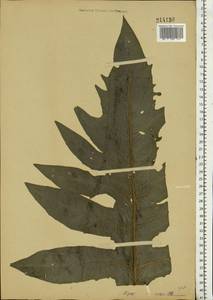 Cirsium oleraceum (L.) Scop., Eastern Europe, Moscow region (E4a) (Russia)
