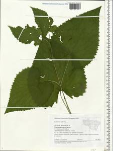 Lunaria rediviva L., Eastern Europe, Central region (E4) (Russia)
