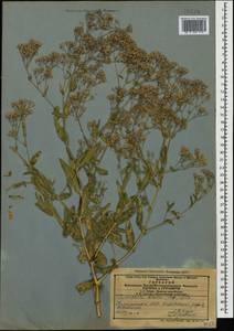 Gypsophila bicolor (Freyn & Sint.) Grossh., Caucasus, Azerbaijan (K6) (Azerbaijan)