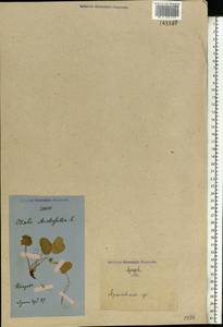 Oxalis acetosella L., Eastern Europe, Central forest region (E5) (Russia)