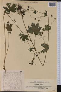 Geranium phaeum L., Western Europe (EUR) (Poland)
