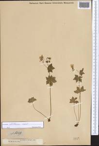 Geranium albiflorum Ledeb., Middle Asia, Dzungarian Alatau & Tarbagatai (M5) (Kazakhstan)