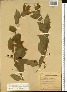 Smilax riparia var. riparia, Siberia, Russian Far East (S6) (Russia)