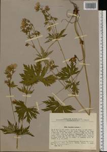 Geranium pratense L., Eastern Europe, Moscow region (E4a) (Russia)