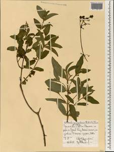 Antherotoma senegambiensis (Guill. & Perr.) H. Jacques-Félix, Africa (AFR) (Ethiopia)