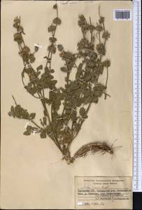 Stachys hissarica Regel, Middle Asia, Western Tian Shan & Karatau (M3) (Kyrgyzstan)