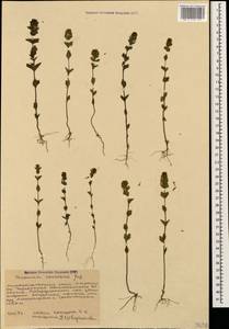 Euphrasia pectinata subsp. pectinata, Caucasus, Stavropol Krai, Karachay-Cherkessia & Kabardino-Balkaria (K1b) (Russia)