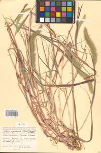 Setaria viridis (L.) P.Beauv., Eastern Europe, Moldova (E13a) (Moldova)
