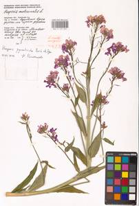 Hesperis pycnotricha Borbás & Degen, Eastern Europe (no precise locality) (E0)