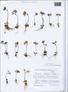 Primula borealis Duby, Siberia, Chukotka & Kamchatka (S7) (Russia)