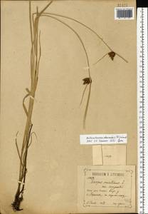 Bolboschoenus planiculmis (F.Schmidt) T.V.Egorova, Eastern Europe, Central forest-and-steppe region (E6) (Russia)