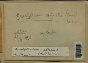 Brachythecium albicans (Hedw.) Schimp., Bryophytes, Bryophytes - Moscow City & Moscow Oblast (B6a) (Russia)