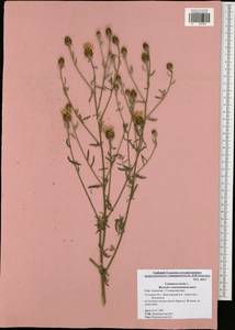 Centaurea pseudomaculosa Dobrocz, Eastern Europe, Central region (E4) (Russia)