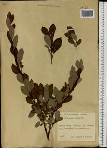 Salix aurita × livida, Eastern Europe, Central region (E4) (Russia)