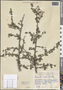 Cotoneaster zabelii C. K. Schneid., South Asia, South Asia (Asia outside ex-Soviet states and Mongolia) (ASIA) (China)