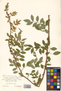 Rosa maximowicziana Regel, Siberia, Russian Far East (S6) (Russia)