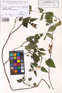 Lamium album subsp. album, Caucasus, Georgia (K4) (Georgia)