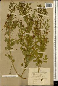 Colutea acutifolia Shap., Caucasus, Black Sea Shore (from Novorossiysk to Adler) (K3) (Russia)