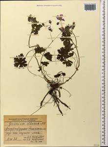 Geranium albanum M. Bieb., Caucasus, Azerbaijan (K6) (Azerbaijan)