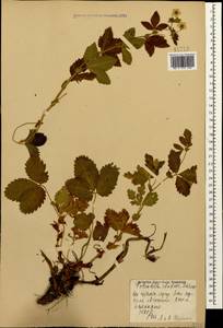 Potentilla elatior Willd. ex Schltdl., Caucasus, Stavropol Krai, Karachay-Cherkessia & Kabardino-Balkaria (K1b) (Russia)