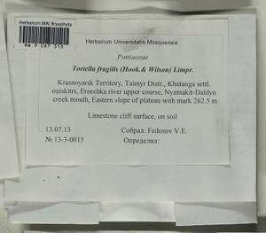 Tortella fragilis (Drumm.) Limpr., Bryophytes, Bryophytes - Krasnoyarsk Krai, Tyva & Khakassia (B17) (Russia)