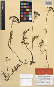 Sinocarum meeboldioides Pimenov & Kljuykov, South Asia, South Asia (Asia outside ex-Soviet states and Mongolia) (ASIA) (Nepal)