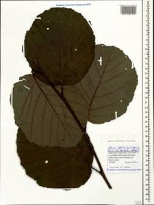 Alnus glutinosa subsp. barbata (C.A.Mey.) Yalt., Caucasus, Stavropol Krai, Karachay-Cherkessia & Kabardino-Balkaria (K1b) (Russia)