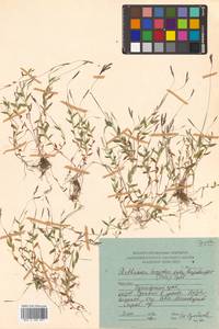Arthraxon hispidus (Thunb.) Makino, Siberia, Russian Far East (S6) (Russia)