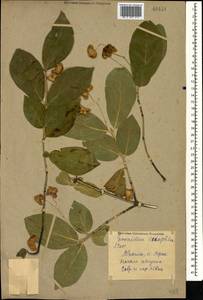 Euonymus leiophloeus Stev., Caucasus, Abkhazia (K4a) (Abkhazia)