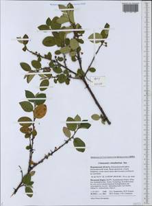 Cotoneaster integerrimus Medik., Eastern Europe, Northern region (E1) (Russia)