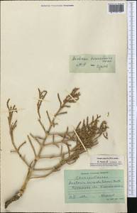 Anabasis turkestanica Korovin ex Korovin & Iljin, Middle Asia, Syr-Darian deserts & Kyzylkum (M7) (Uzbekistan)