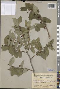 Lonicera tatarica L., Eastern Europe, Lower Volga region (E9) (Russia)