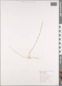 Bufonia tenuifolia, Caucasus, Krasnodar Krai & Adygea (K1a) (Russia)