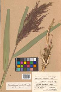 Phragmites australis (Cav.) Trin. ex Steud., Siberia, Russian Far East (S6) (Russia)