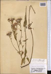 Saussurea elegans Ledeb., Middle Asia, Dzungarian Alatau & Tarbagatai (M5) (Kazakhstan)
