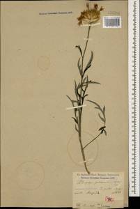 Psephellus pulcherrimus (Willd.) Wagenitz, Caucasus, Dagestan (K2) (Russia)
