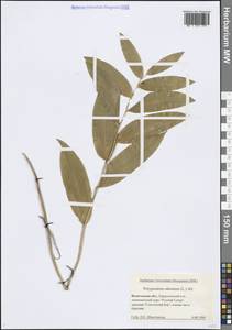 Polygonatum odoratum (Mill.) Druce, Eastern Europe, Northern region (E1) (Russia)