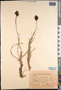 Carex melanantha C.A.Mey., Middle Asia, Western Tian Shan & Karatau (M3) (Kyrgyzstan)