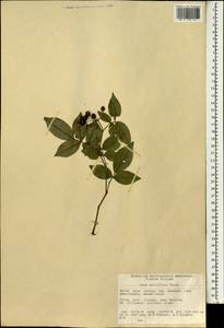 Rosa multiflora Thunb., South Asia, South Asia (Asia outside ex-Soviet states and Mongolia) (ASIA) (China)